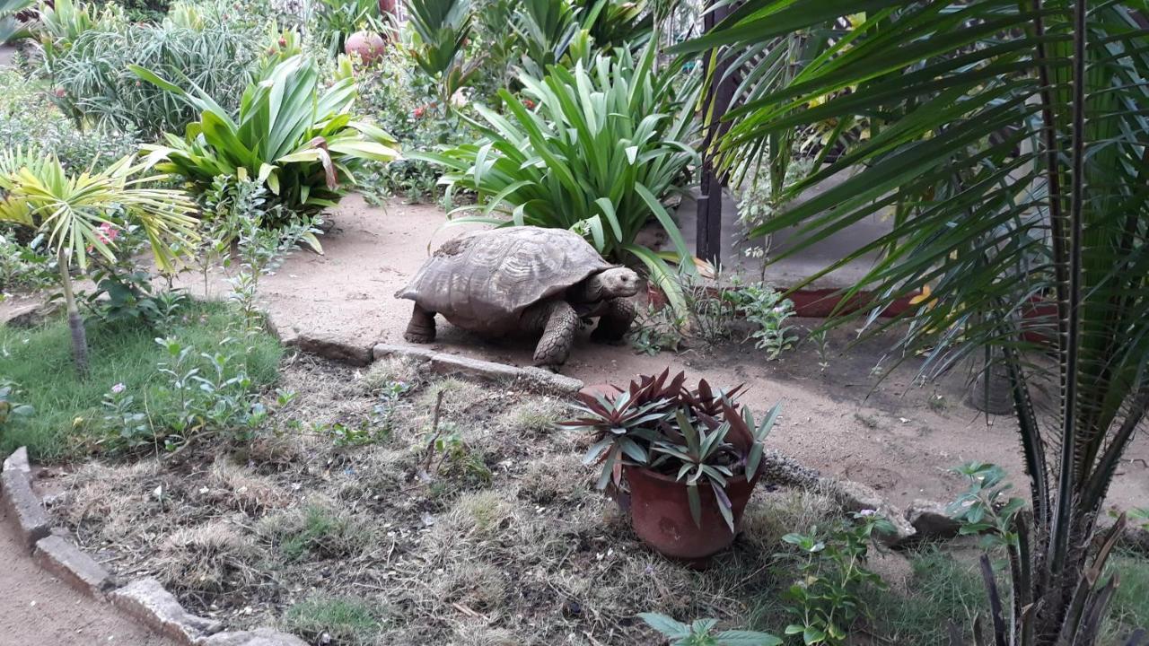 CASE de ROBINSON Lomé Buitenkant foto
